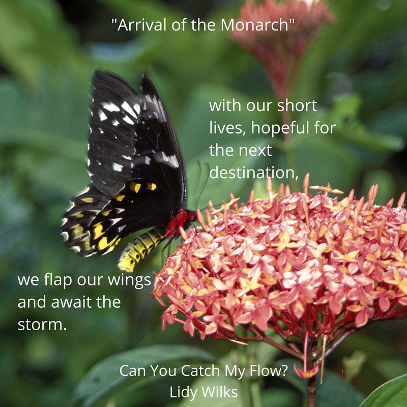 butterfly poem