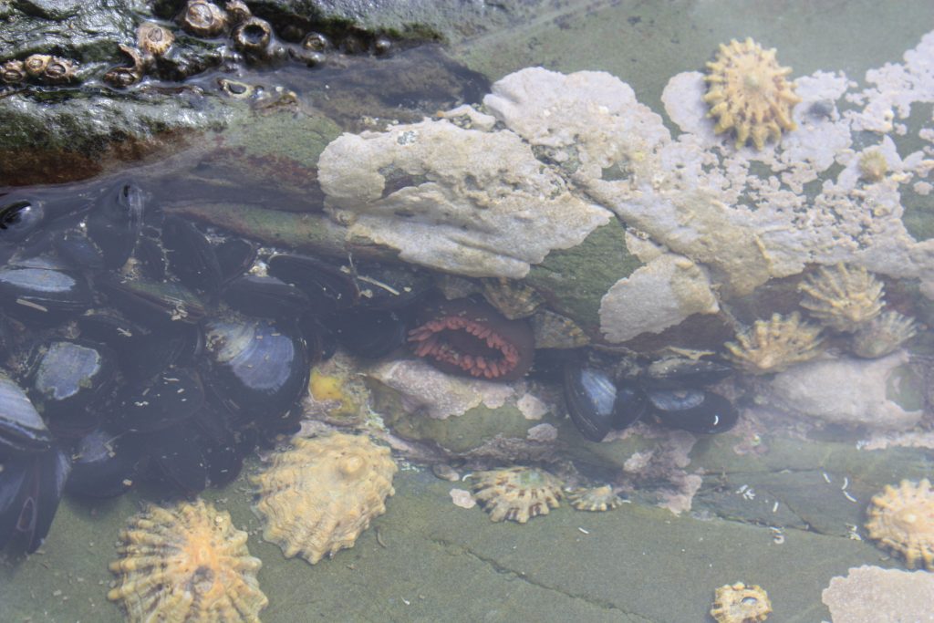 tide pool