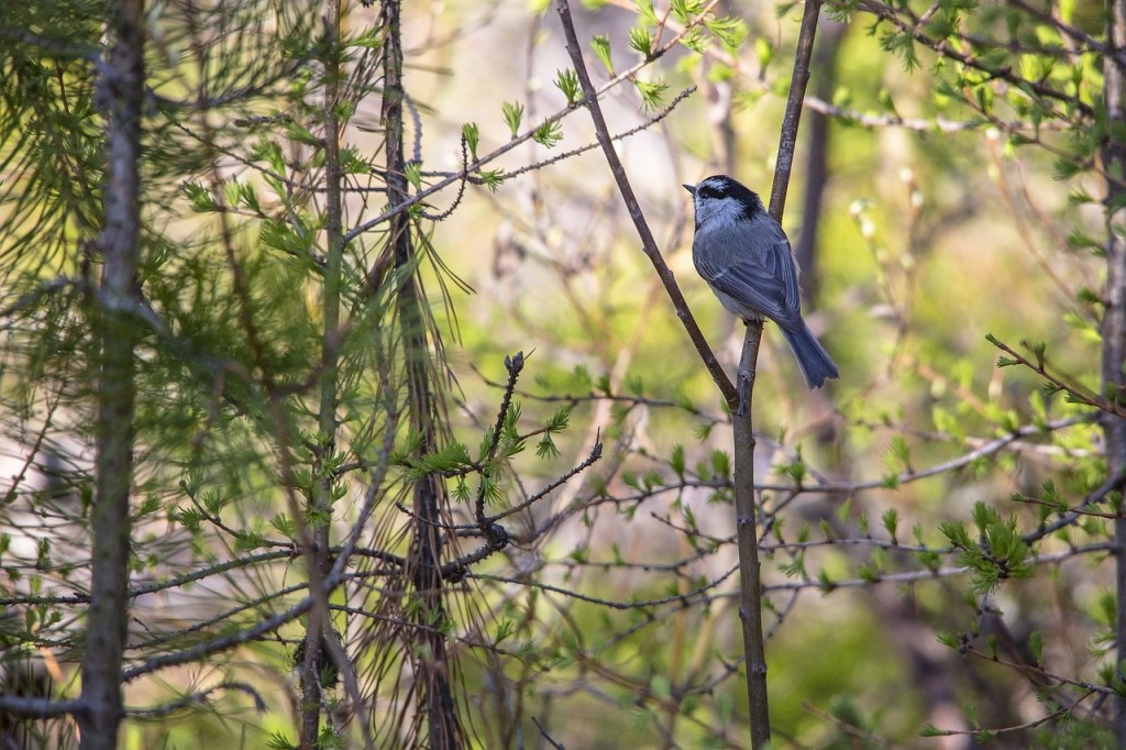 mountain-chickadee-977084_1280