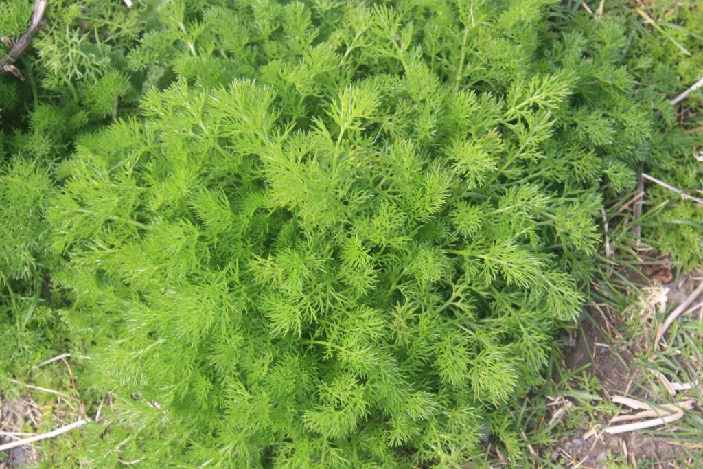 fluffy green plant