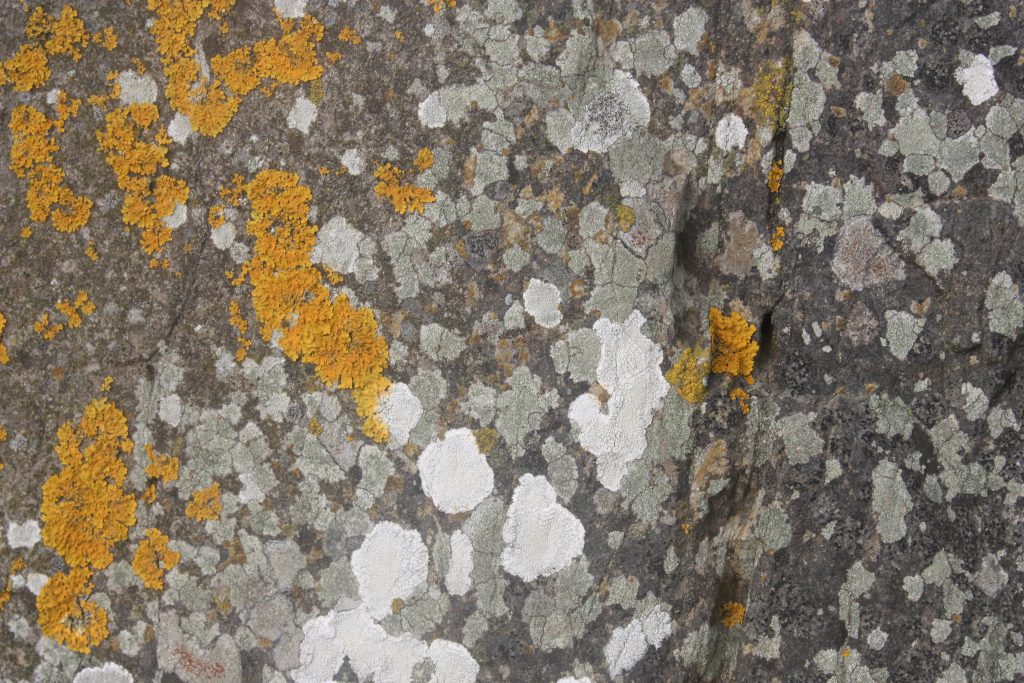 lichen