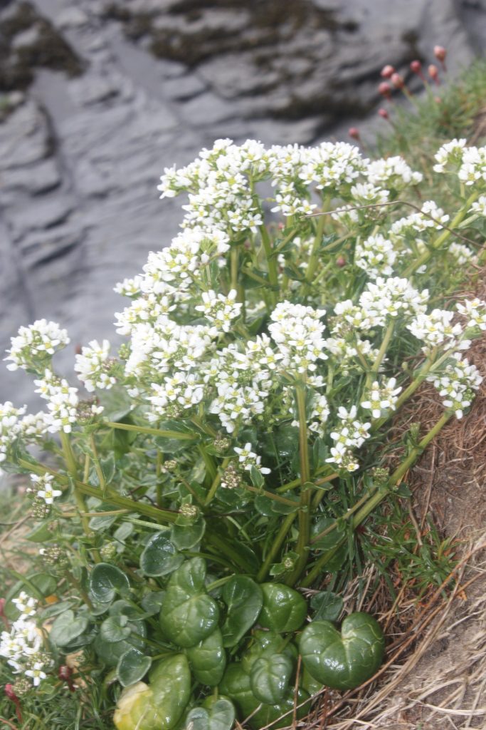 white flowers