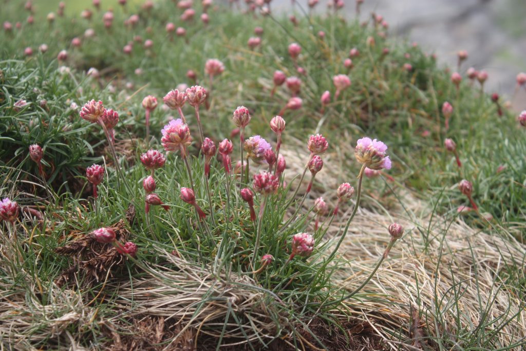 these pink flowers again