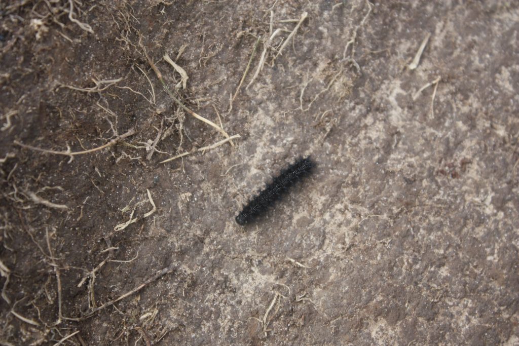 fuzzy little caterpillar