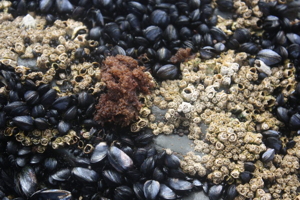 barnacles and mussels