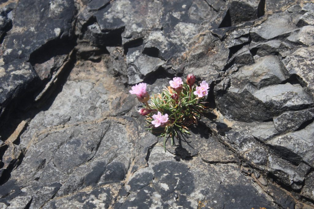 rock flowers